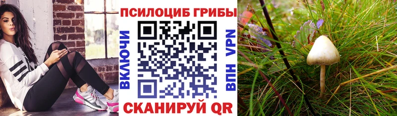 купить наркотики цена  Новоульяновск  Галлюциногенные грибы Psilocybe 